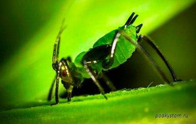 О борьбе с тлей и муравьями на черешне: как избавиться, чем обработать