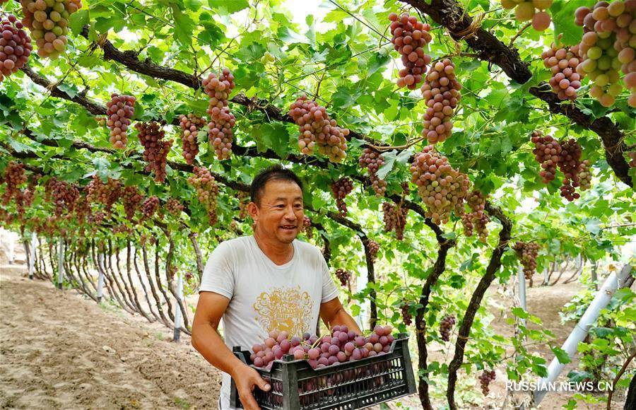 Виноград: посадка и уход. выращивание. подкормка. сорта винограда