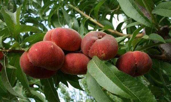 Персик инжирный сорта «сатурн», выращиваем в домашних условиях