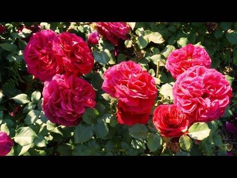 Самые зимостойкие сорта канадских роз – проверены российскими морозами!