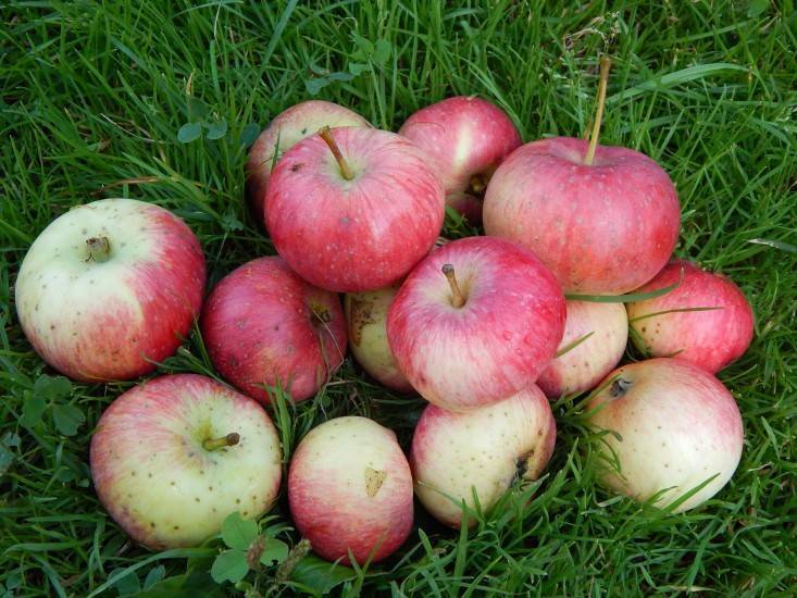 Особенности технологии выращивания яблонь