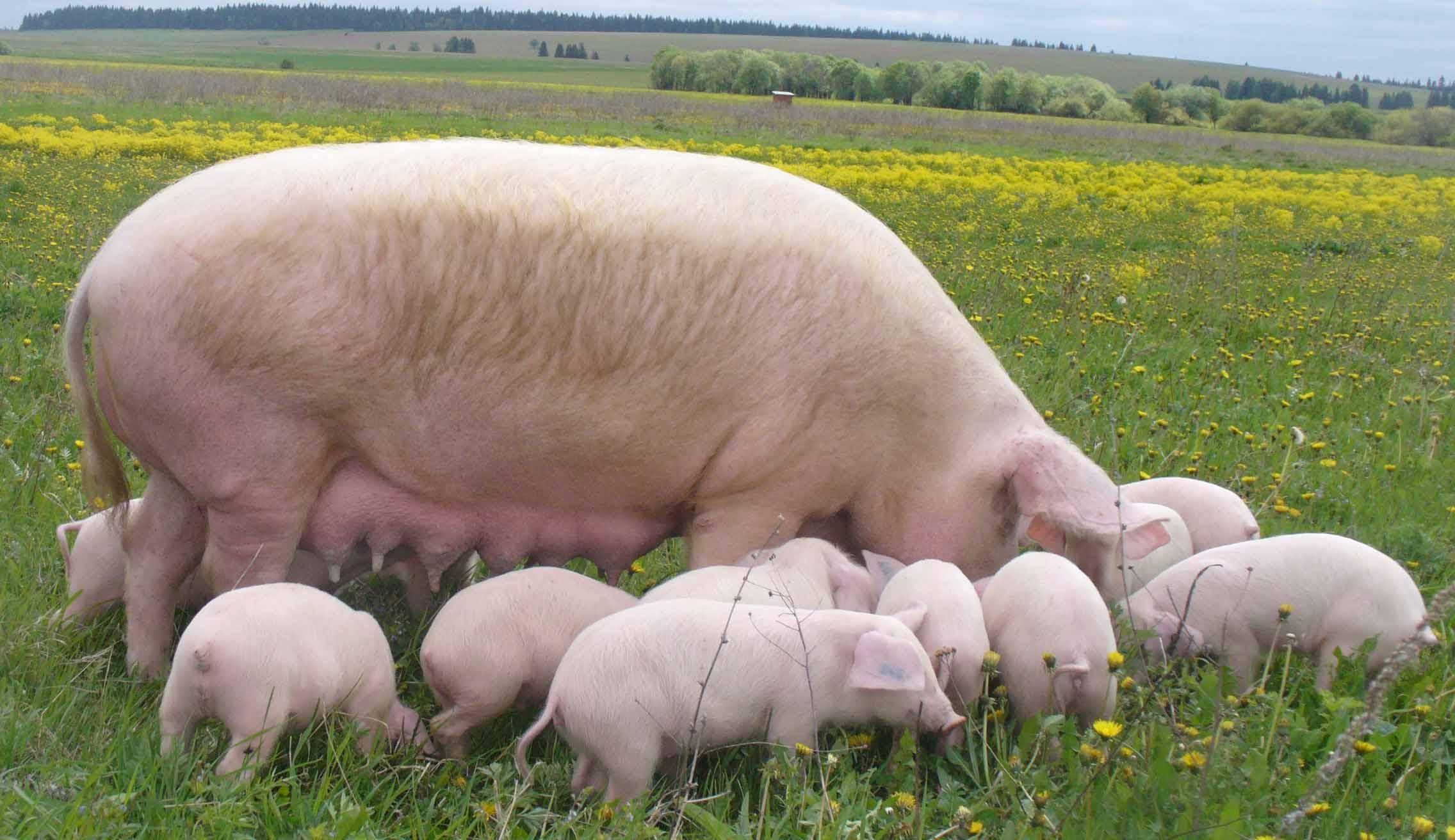 Вес поросенка по месяцам. сколько весит свинья. характеристики хрюшек от рождения до зрелости
