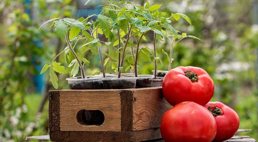 Пикировка рассады помидор: когда и как надо пикировать и чем удобрять (подкормить) томаты
