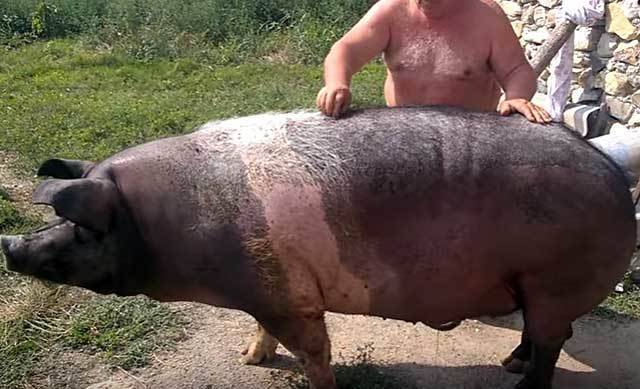Как узнать вес свиньи