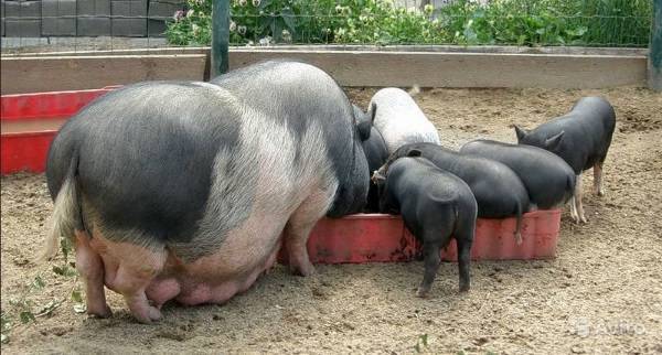 Тетрамизол 10: инструкция по применению для свиней, противопоказания и аналоги