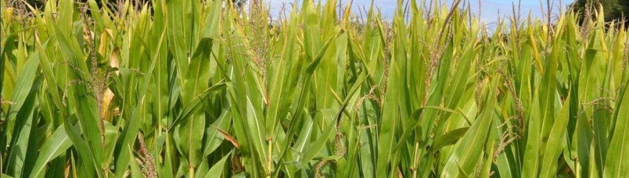 Технология возделывания кукурузы на силос – особенности выращивания и уборки урожая