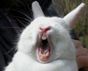 Как вылечить насморк у кроликов?