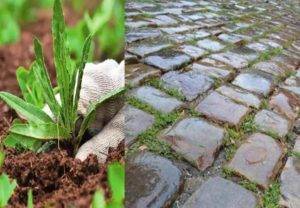 Способы борьбы с травой между тротуарной плиткой: методы, средства обработки