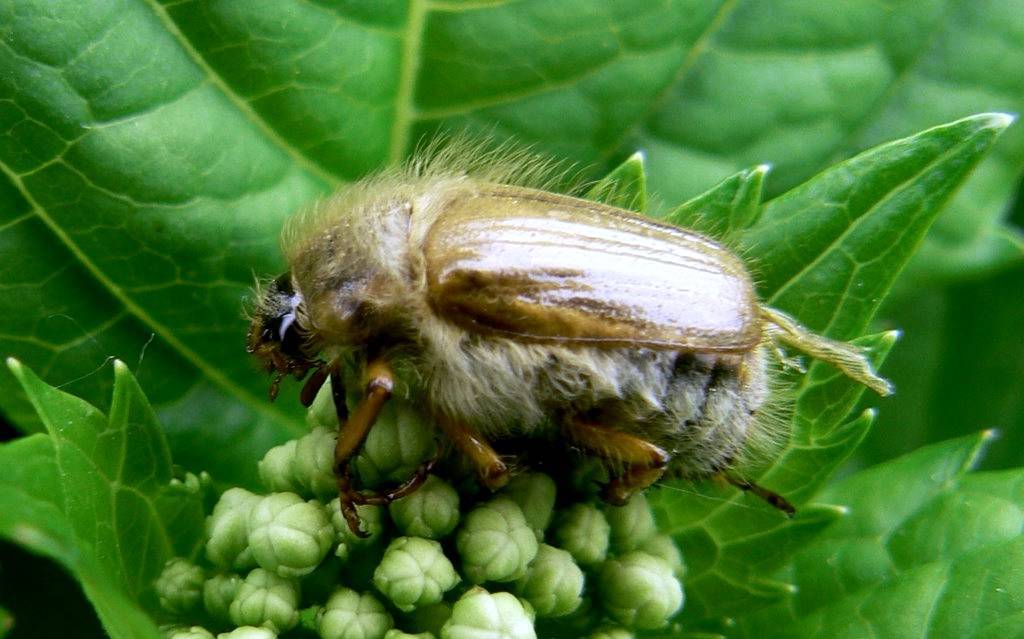 Как бороться с личинками майского жука