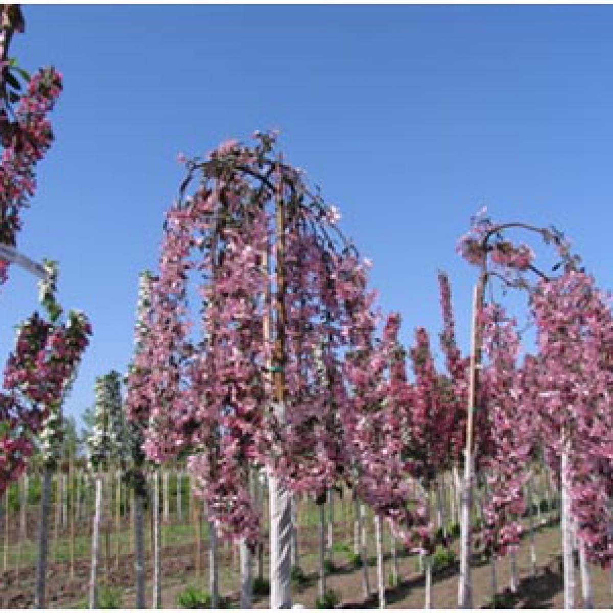 Сорт яблони флорина: ботаническое описание и характеристика, агротехника выращивания