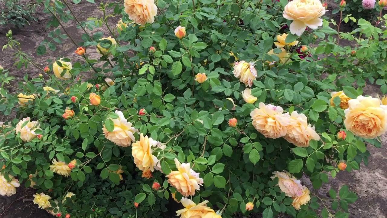 Голден селебрейшен роза