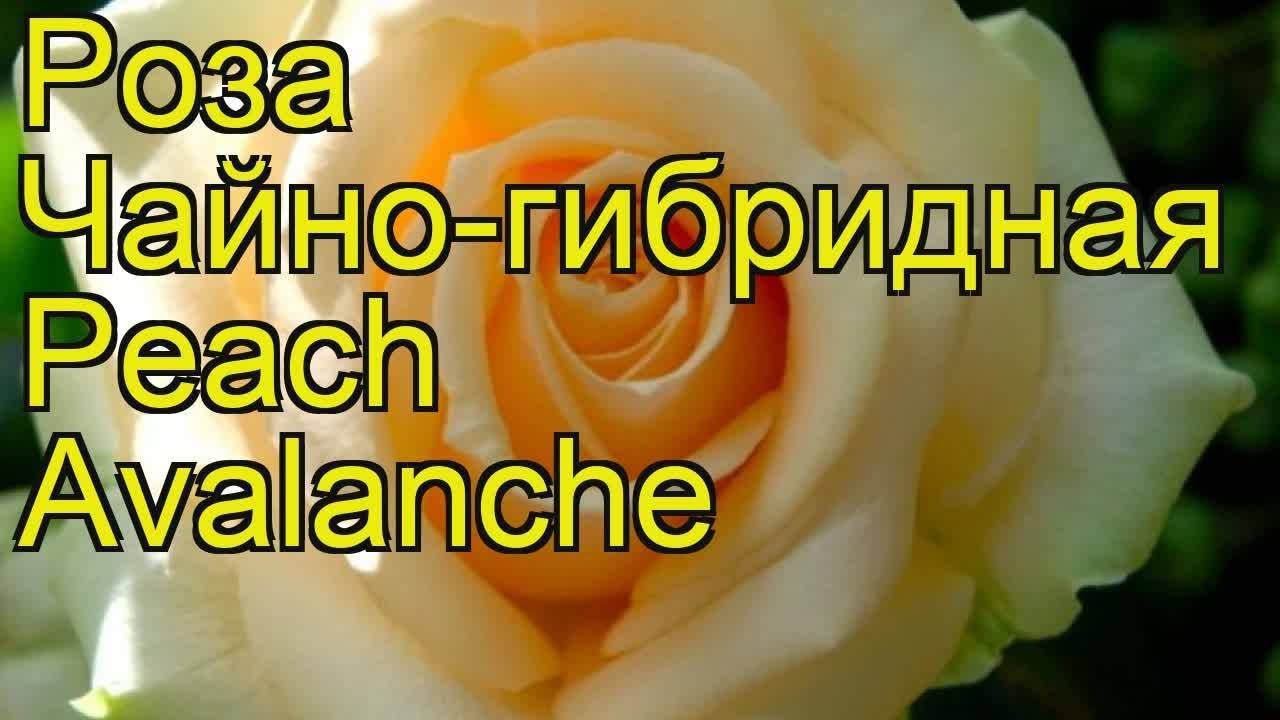 Роза аваланж (avalanche)