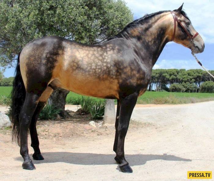 Самая дорогая лошадь в мире (50 фото): какая порода коней, арабский скакун, лучший в россии
