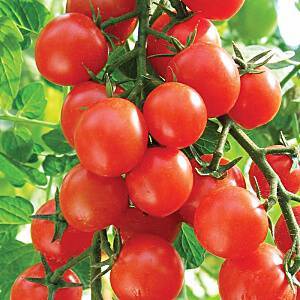 Карамель желтая: описание сорта томата, характеристики помидоров, посев