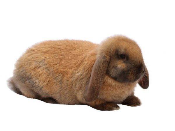 О породах кроликов: какие бывают промышленные виды, как определить по внешности