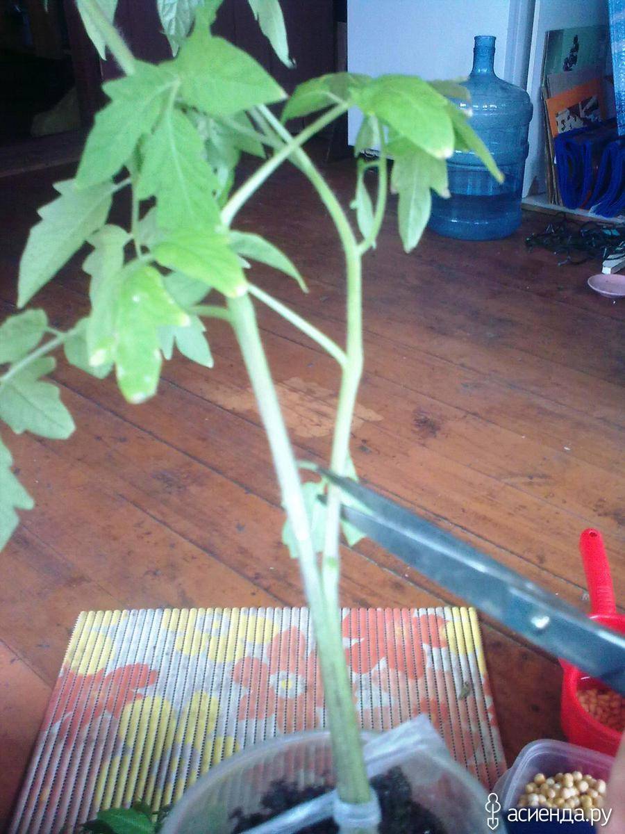 Как посадить томаты по два в лунку