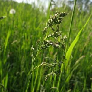 Луговые травы: описание, разновидности
