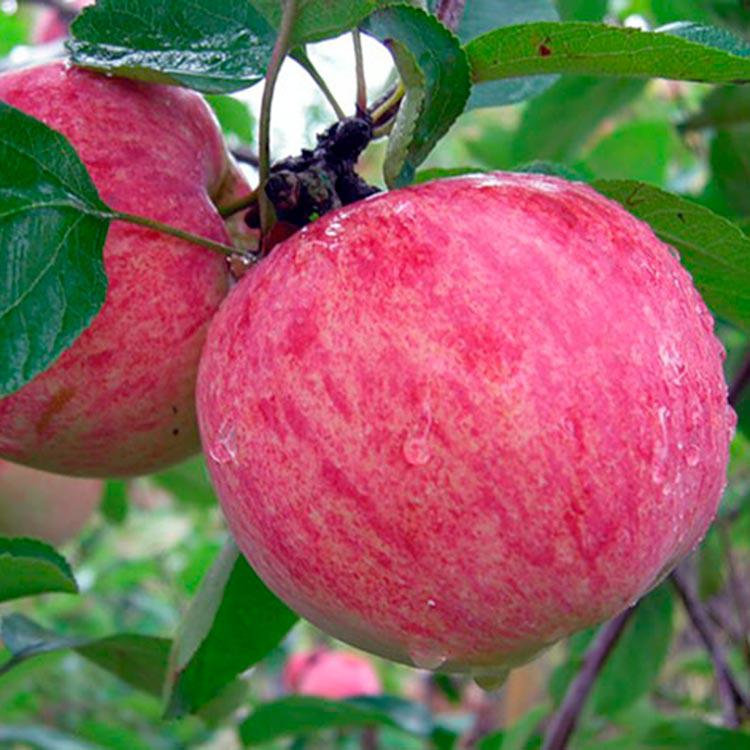 Особенности посадки яблони сорта аркадик и ухода за ней