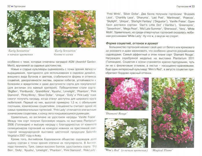 Садовая гортензия: обзор видов, описание сортов и правила выращивания
