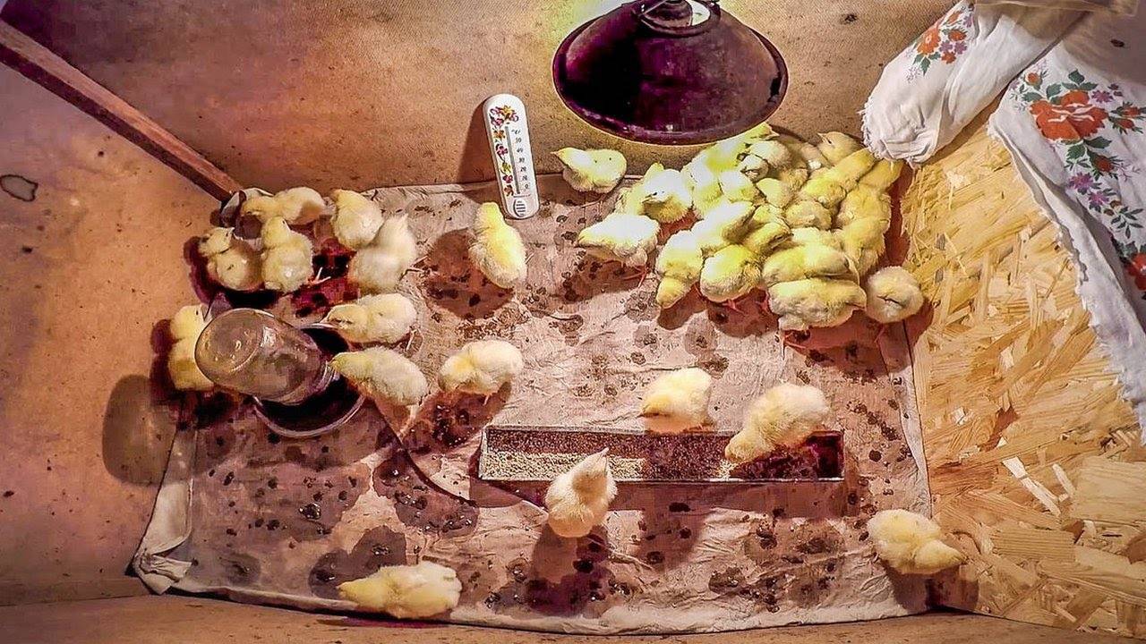 Бройлеры: выращивание в домашних условиях, кормление цыплят