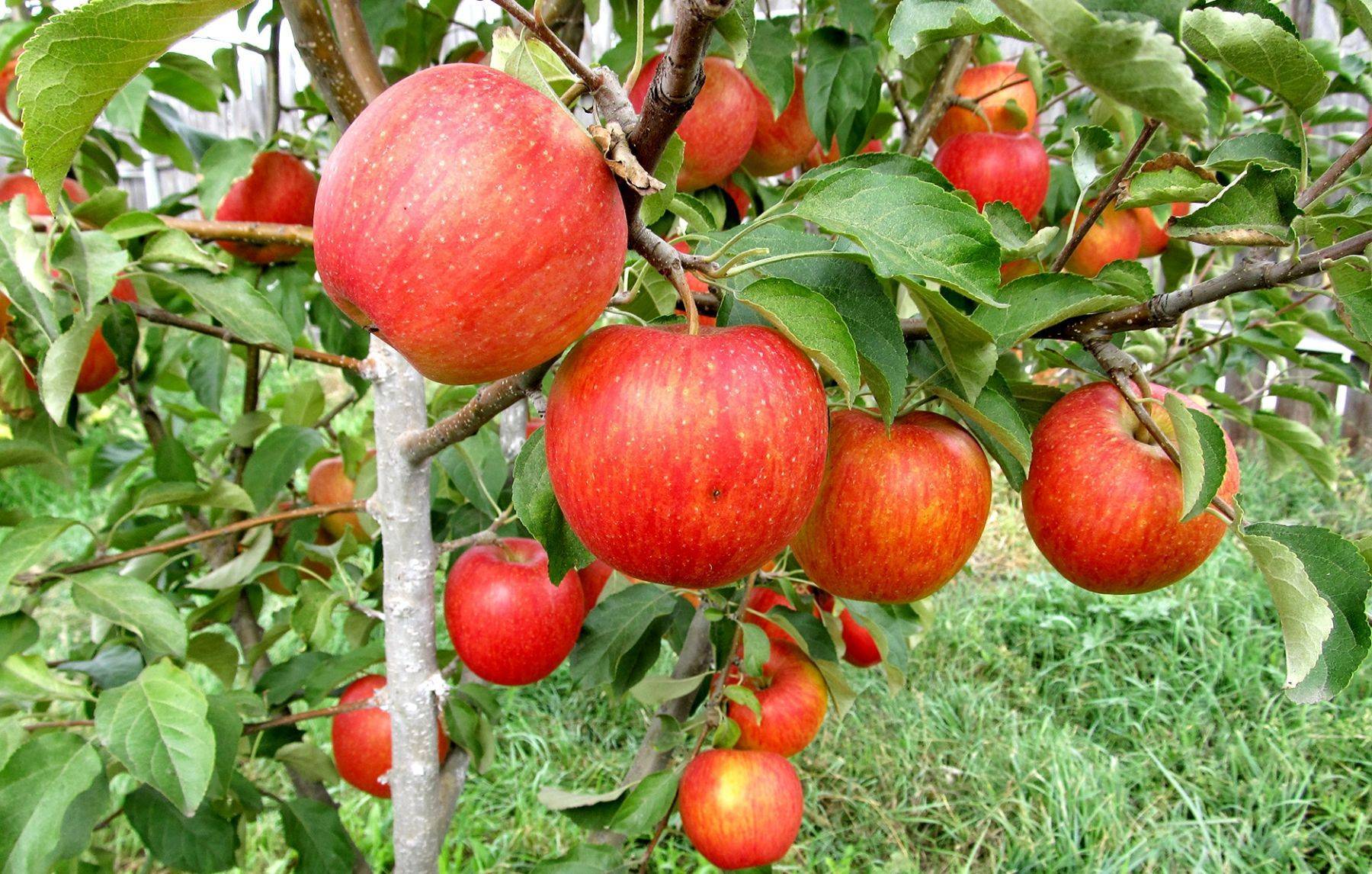 Практические рекомендации, как вырастить саженцы яблони