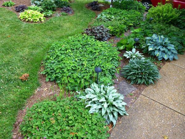 Каталог садовых гейхер – популярные виды и сорта