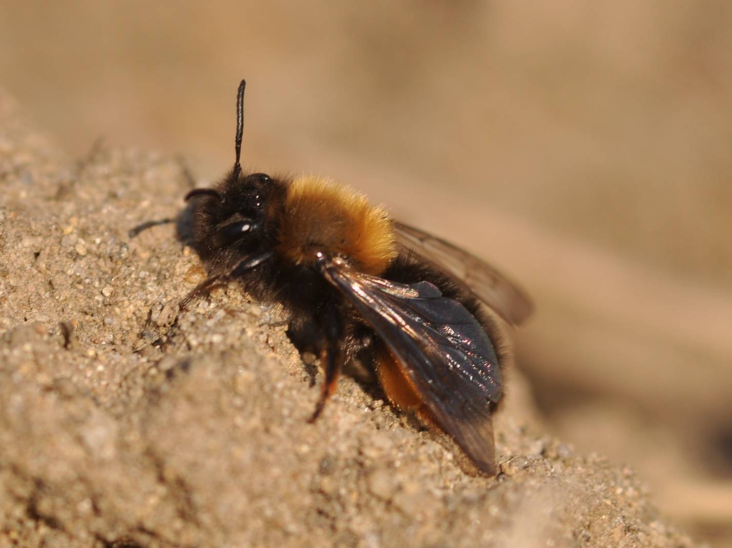 Дикие пчелы: описание, где живут и как избавиться, достоинства и недостатки