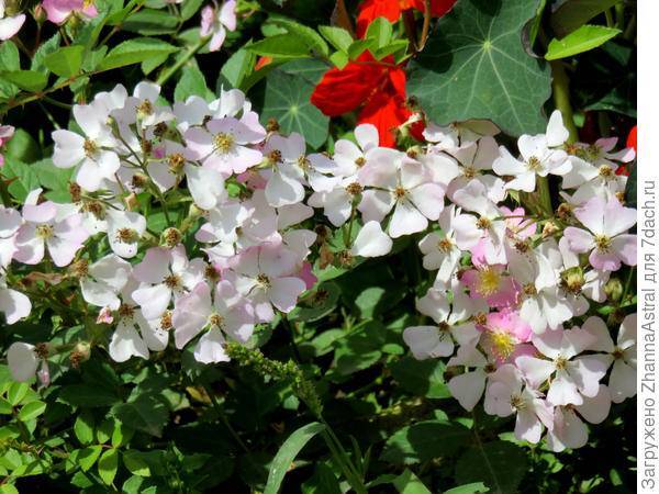 О розе Крылья ангела (Энжел вингс): выращивание сорта китайской розы из семян