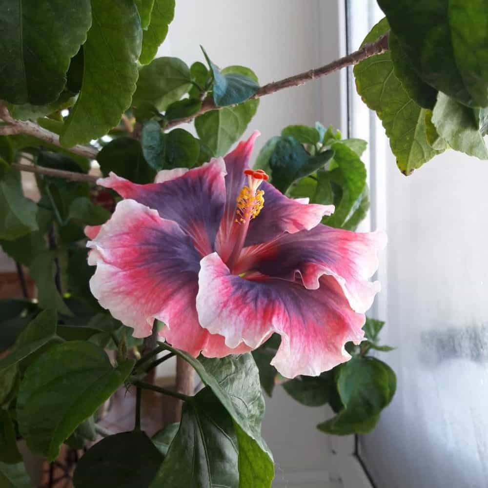 Гибискус (67 фото): что это такое? уход за китайской розой в домашних условиях. как выглядит «цветок смерти» и как готовить его к зиме?