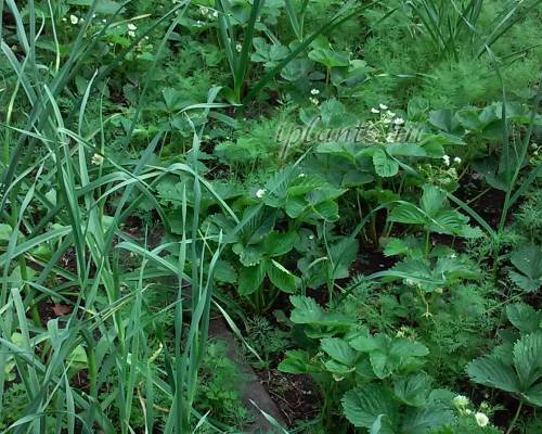 Пошаговая любительская инструкция: как сажать и ухаживать за зеленью в огороде
