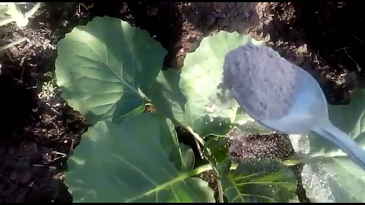 Чем подкормить капусту после высадки в грунт - удобрения для цветной, белокочанной капусты и брокколи