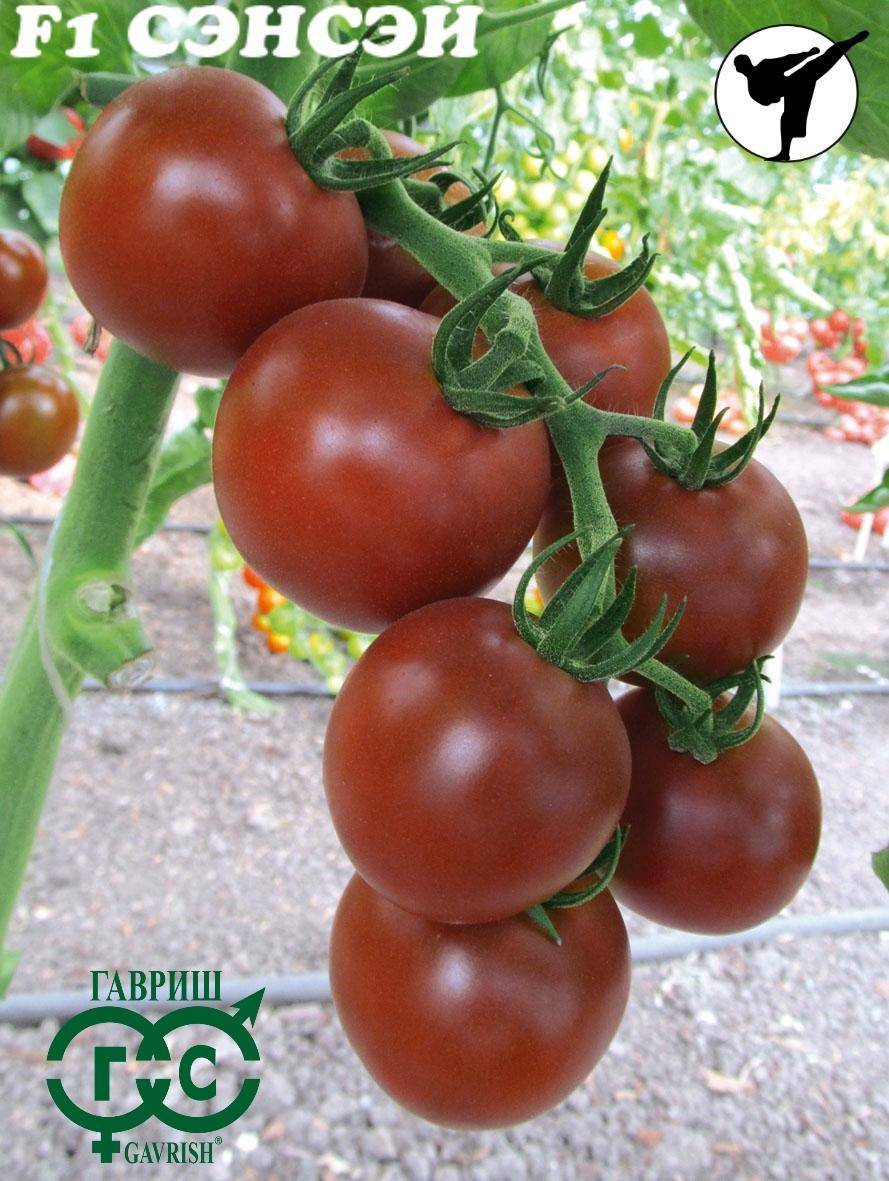 Томат аксанта: описание сорта, отзывы, фото, характеристика | tomatland.ru