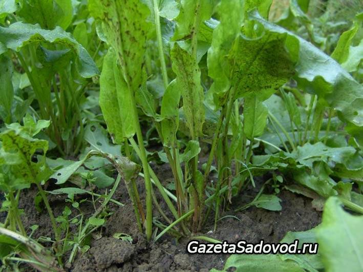 Щавель - это овощ или трава: какие сорта для открытого грунта, описание