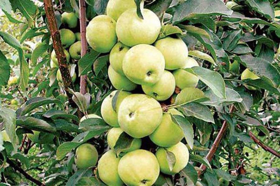 Колоновидные яблони — особенности и лучшие сорта