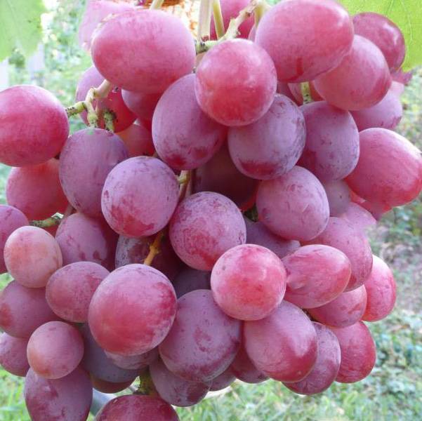 Описание сорта винограда Анюта, преимущества и недостатки, рекомендации виноградарей