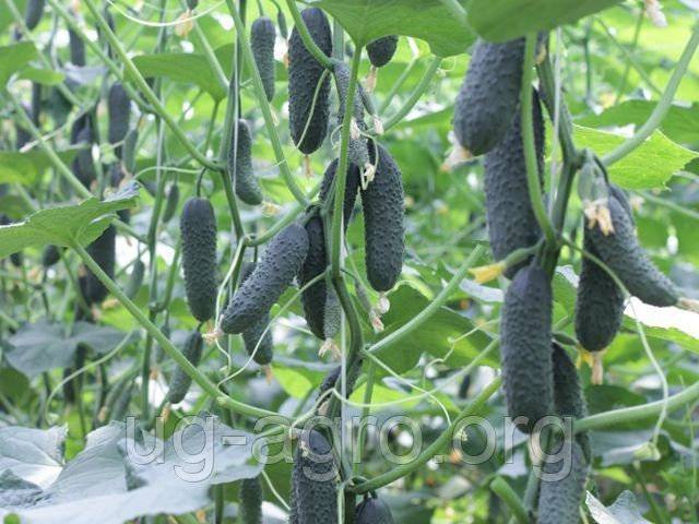Характеристики и особенности выращивания гибридного сорта огурцов «бьерн f1»