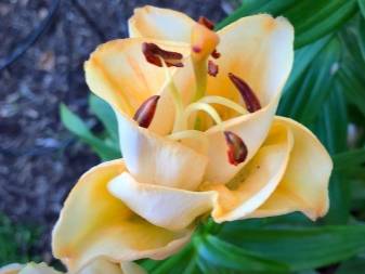О тюльпановидной лилии эприкот фадж (описание и характеристики гибрида)