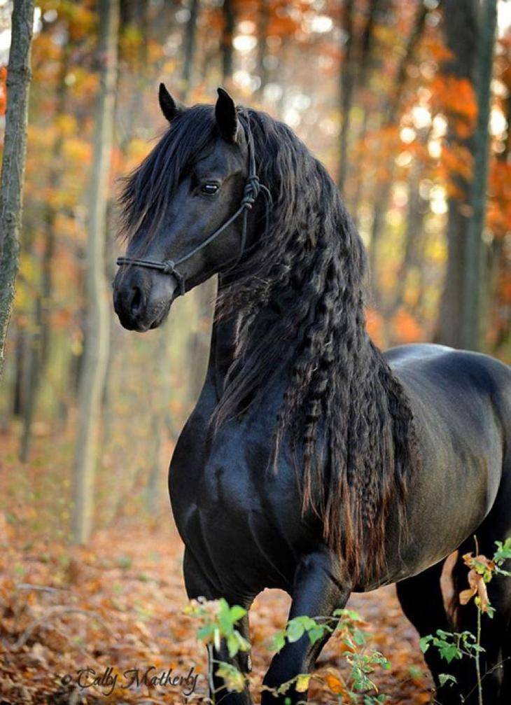 Лошадь – верный спутник человека
