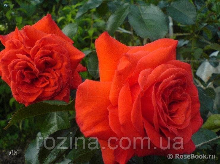 Роза талея (talea) — особенности и характеристики цветка