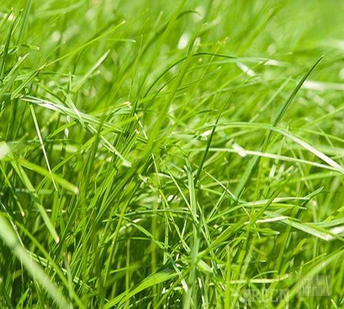 Какая трава лучше для газона: обзор лучших сортов, выбор производителя и советы экспертов по уходу за газоном (85 фото и видео)