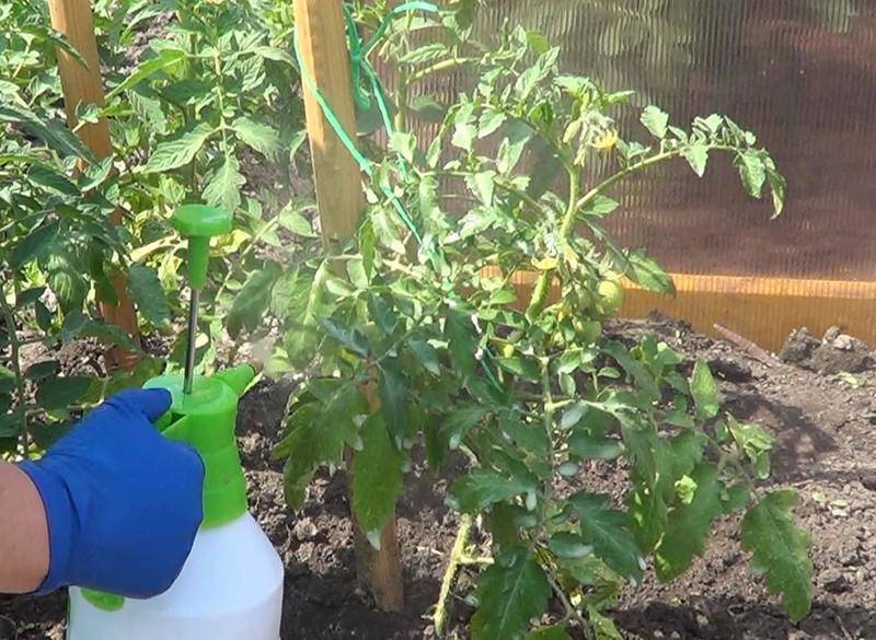 Нужно ли опрыскивать рассаду томатов