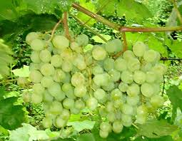Самые лучшие сорта винограда для средней полосы россии