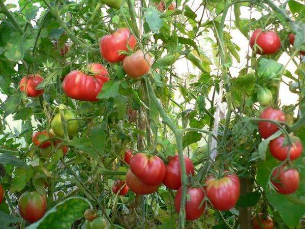 Томат «мазарини»: характеристика и описание сорта, урожайность, отзывы, фото