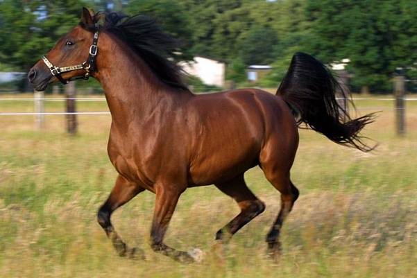 10 известных пород лошадей