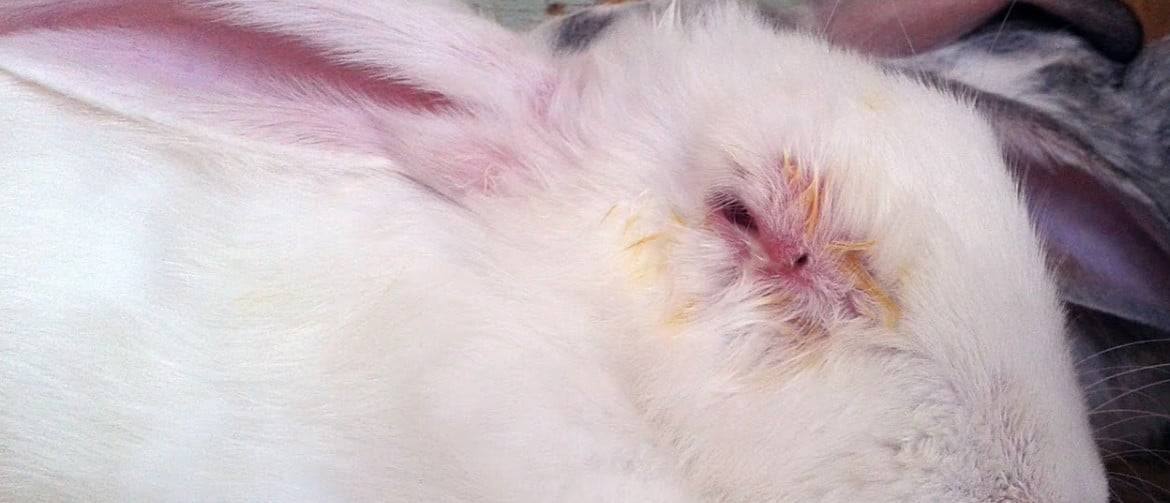 Лечение псороптоза  у кроликов, вызванного ушным клещём