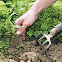Проверенные методы как бороться с сорняками на огороде