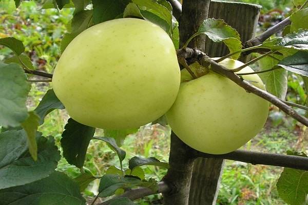 Виды, типы и сорта яблонь с фото и описанием. на каком расстоянии сажать яблони