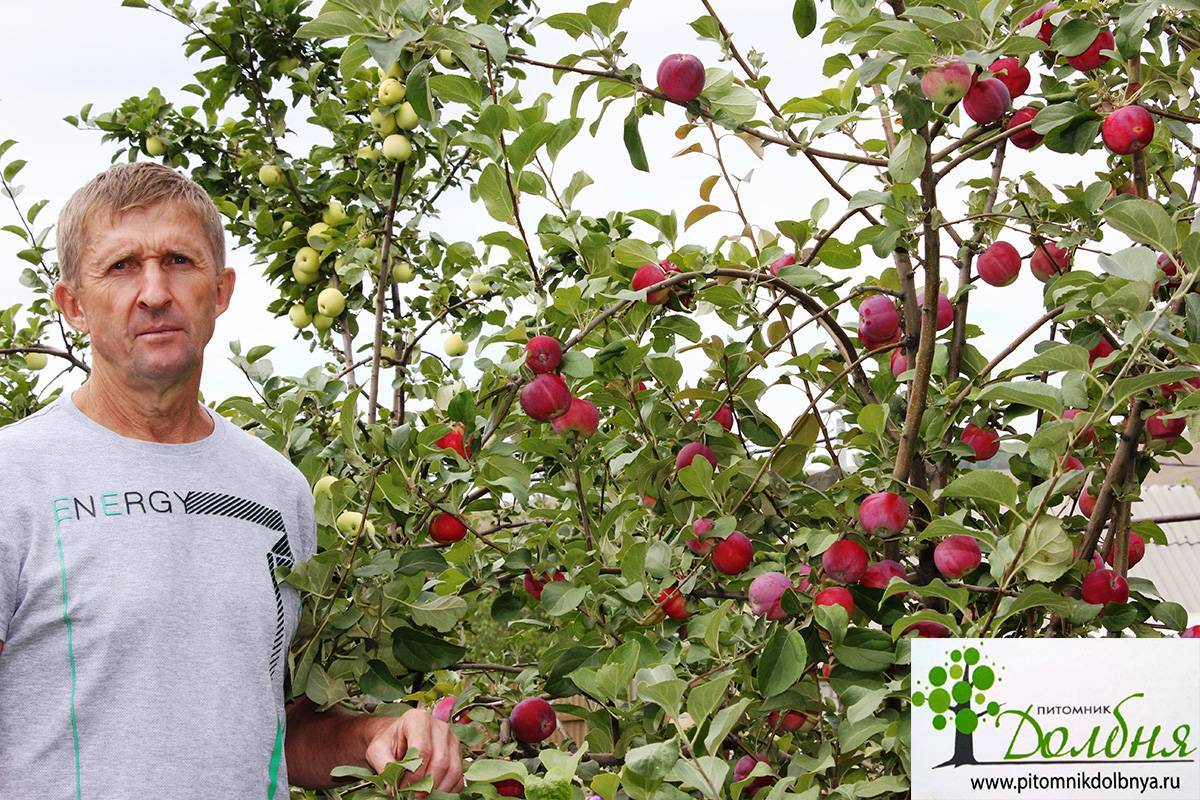 Ботаническое описание и особенности выращивания на участке яблони сорта кутузовец