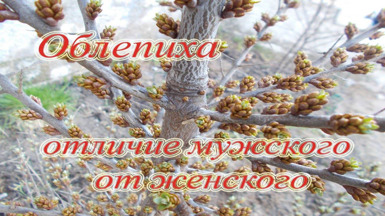 Как отличить облепиху мужскую. Облепиха мужское дерево. Облепиха мужское и женское дерево. Облепиха отличие мужской от женской. Как отличить облепиху мужскую от женской.