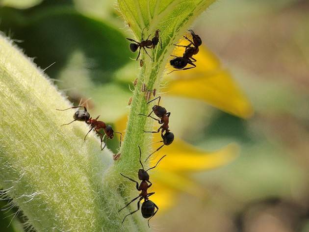 Как избавиться от муравьев на участке?